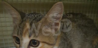 Rubato il fuoribordo alla volontaria dell’Enpa: i gatti della Piallassa Baiona non sono più raggiungibili