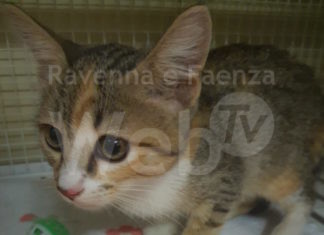 Enpa: Gattina recuperata tra i cassonetti ad Alfonsine