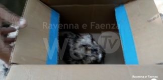 Al Centro Recupero Animali Selvatici arriva un gufo gravemente ferito. Il cucciolo di lupo trasferito a Bologna