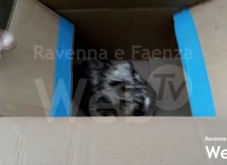 Al Centro Recupero Animali Selvatici arriva un gufo gravemente ferito. Il cucciolo di lupo trasferito a Bologna