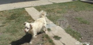 Temperature elevate: come difendere gli animali da caldo e colpi di calore