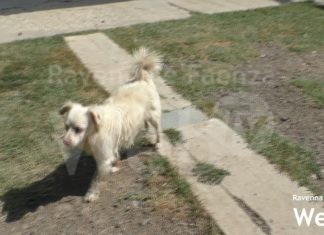 Temperature elevate: come difendere gli animali da caldo e colpi di calore