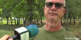 Associazione “Amici degli Animali”: recuperato un cucciolo di lupo, presenti adulti nel ravennate