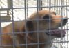Enpa: “Sterilizzare i cani del canile comunale”