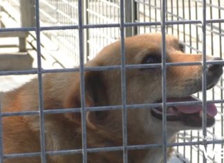 Enpa: “Sterilizzare i cani del canile comunale”