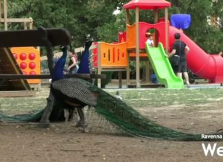 Parco Bucci: servirebbe un dipendente in pianta stabile e multe per chi non rispetta le regole