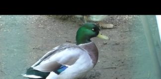 Centro Recupero Avifauna Selvatica: a febbraio 2022 scadrà la concessione. La questione delle autorizzazioni per la nuova sede