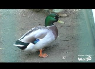 Centro Recupero Avifauna Selvatica: a febbraio 2022 scadrà la concessione. La questione delle autorizzazioni per la nuova sede