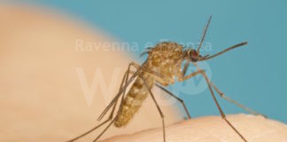 Asl Romagna: Un caso di West Nile registrato in provincia di Ravenna