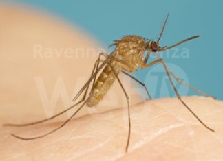Zanzara comune, pubblicata l’ordinanza sui trattamenti per le manifestazioni serali