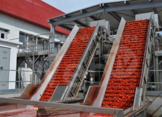 Pomodoro: consegnato il 70% del contrattato nel Nord Italia. A Ravenna 2520 ettari