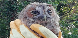 Ultima passeggiata ecologica nella Pineta di Milano Marittima