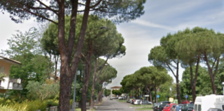 Lugo, pini giudicati pericolosi in viale Europa. Il Comune procederà all’abbattimento