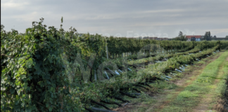 Maltempo: diversi danni in Bassa Romagna