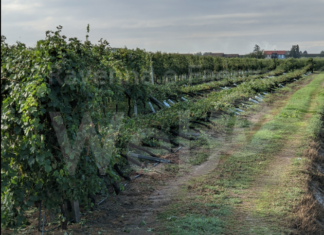 Maltempo: diversi danni in Bassa Romagna