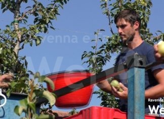 Viaggio fra i Giovani Cooperatori: Michele Dal Bosco di Agrintesa