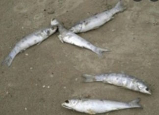 Europa Verde Provincia di Ravenna: moria di pesci nel Candiano