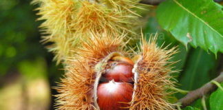 Coldiretti: “Raccolta delle castagne a rischio per la presenza di cinghiali provenienti dalla Toscana”