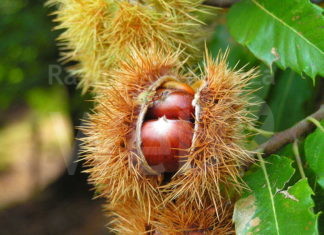 Ortofrutticola del Mugello. Italia Viva chiede di non delocalizzare, ma anche di non ridurre il personale