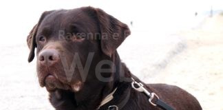 Unità cinofile di soccorso: a Modigliana esami per 245 cani e i loro conduttori