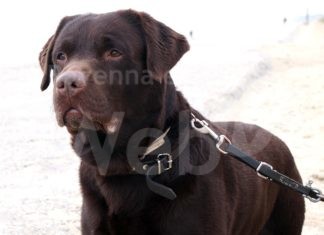 Unità cinofile di soccorso: a Modigliana esami per 245 cani e i loro conduttori