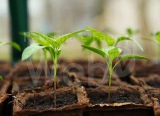 #Green Influencer: al via un percorso di formazione per giovani attivisti social