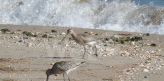 Durante la pulizia della foce del Bevano avvistata una coppia di Pittima minore. Raccolti 50 sacchi di plastica