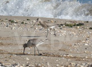 Durante la pulizia della foce del Bevano avvistata una coppia di Pittima minore. Raccolti 50 sacchi di plastica