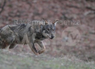 Avvistano alcuni lupi nel bosco e presi dal panico chiamano i soccorsi. Ma non li aspettano e tornano in albergo