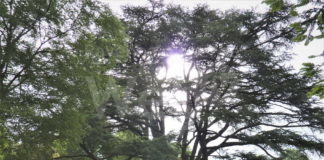 Alberi monumentali: potranno usufruire del regime di salvaguardia e dei finanziamenti per la cura e la gestione