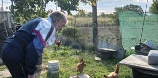 Lista per Ravenna: 186 Euro per salvare otto galline (e il diritto di allevarle)