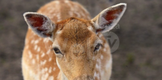 Enpa Ravenna: Tuteliamo i daini