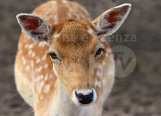 Daini, l’Oipa presenta una manifestazione d’interesse alla Regione per salvare alcuni esemplari