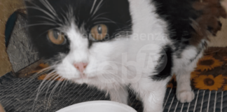 Protezione animali, l’allarme di Enpa: “Carenza di cibo umido per i gatti randagi”