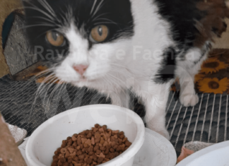 Protezione animali, l’allarme di Enpa: “Carenza di cibo umido per i gatti randagi”