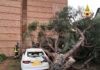 Maltempo: cade un albero sulle auto in sosta. Molti gli interventi dei Vigili del Fuoco