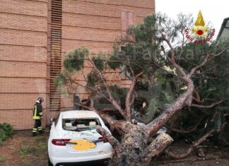 Maltempo: cade un albero sulle auto in sosta. Molti gli interventi dei Vigili del Fuoco