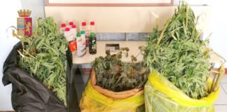 Polizia arresta 30enne per droga, coltivava in casa cannabis