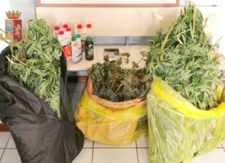 Polizia arresta 30enne per droga, coltivava in casa cannabis