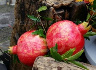 Antichi sapori e saperi della campagna con “Grani e melograni” a Oriolo dei Fichi
