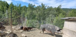 A Brisighella il Meeting Nazionale Allevatori di Suini di Razza Mora Romagnola
