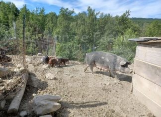 A Brisighella il Meeting Nazionale Allevatori di Suini di Razza Mora Romagnola