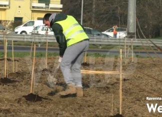 Mettiamo radici per il futuro: in provincia di Ravenna piantati oltre 33.600 alberi