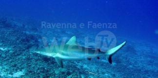 A largo di Ravenna scoperta una nursery di squali grigi
