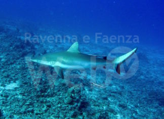 A largo di Ravenna scoperta una nursery di squali grigi