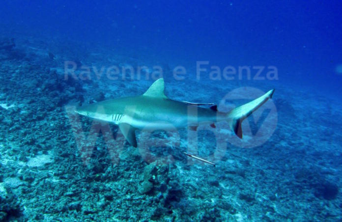 squali-grigi-di-barriera-foto-Paolo-Ponga