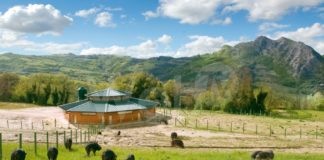 La mora Romagnola, salvata dall’estinzione, diventa un progetto gastronomico