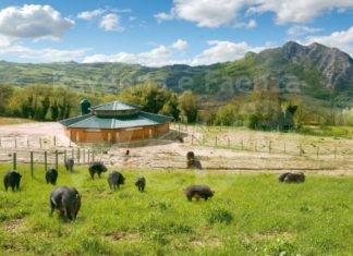 La mora Romagnola, salvata dall’estinzione, diventa un progetto gastronomico