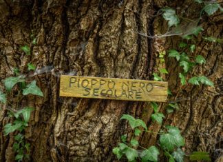 Unione: due appuntamenti in Bassa Romagna con il Festival della cultura tecnica e la Festa degli alberi