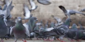 Enpa Ravenna: cattura dei colombi torraioli
